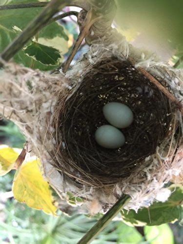 鳥在窗戶築巢|鳥巢看鳥的個性…. 自從去年有白頭翁來我陽台樹上築。